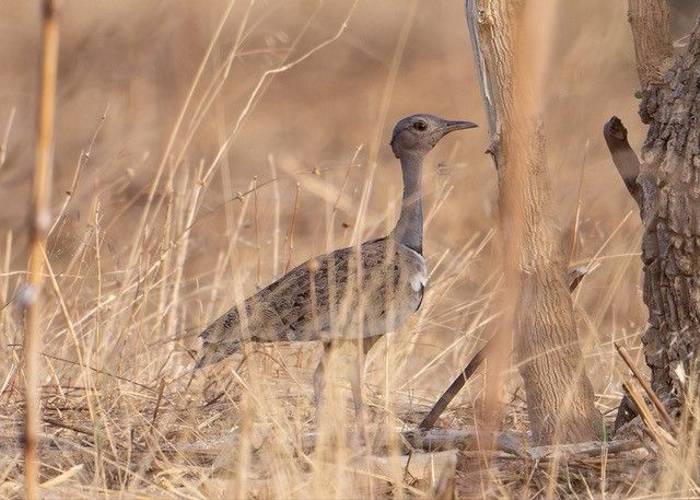 Saville's Bustard, Ian Curran.jpg
