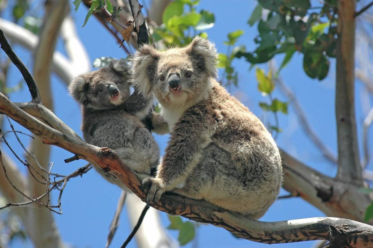 Australia (Koalas, Australia)