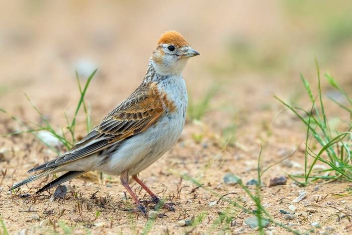 White-winged Lark shutterstock_1643803276.jpg