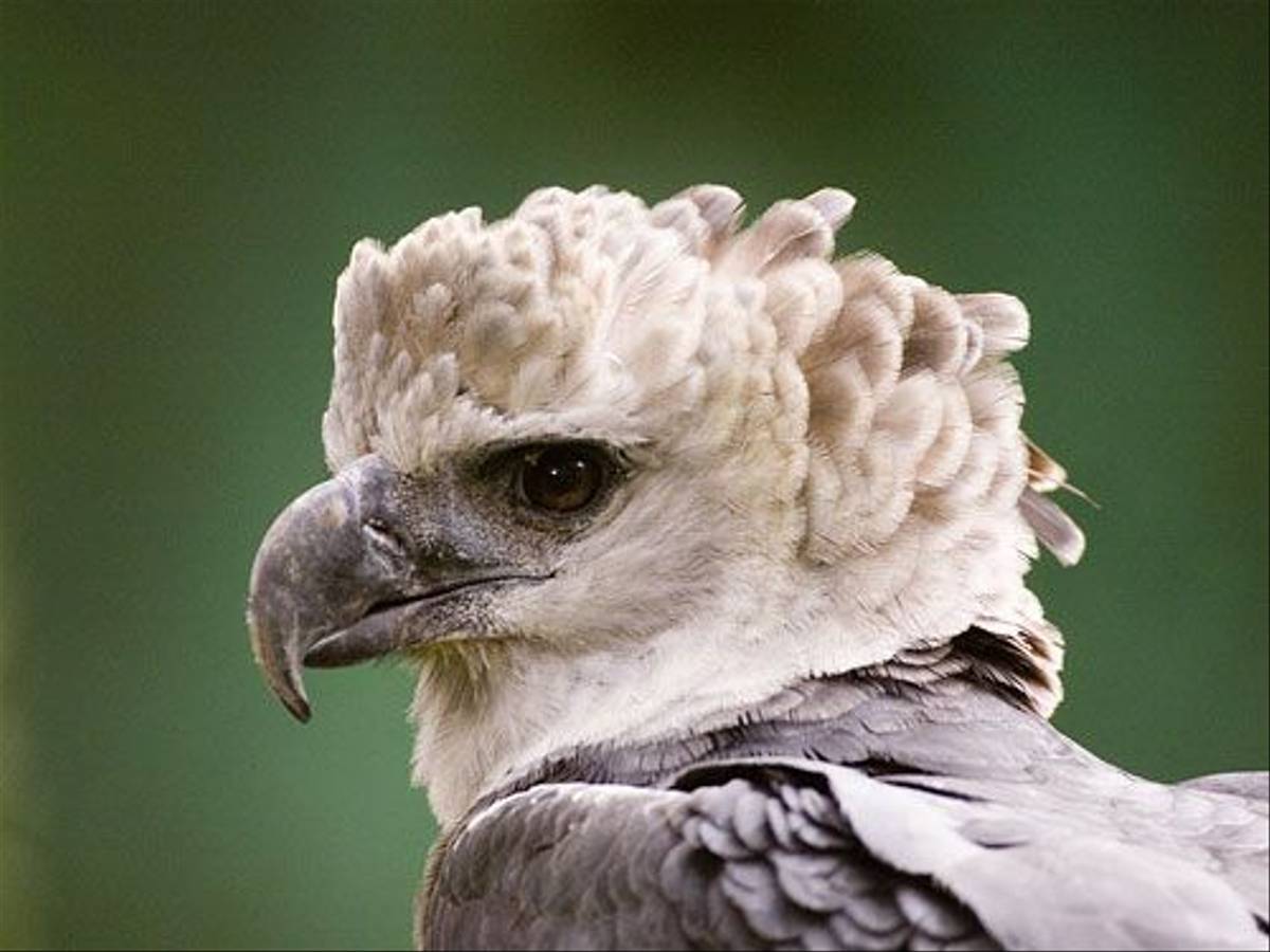 Harpy Eagle (David Tipling)