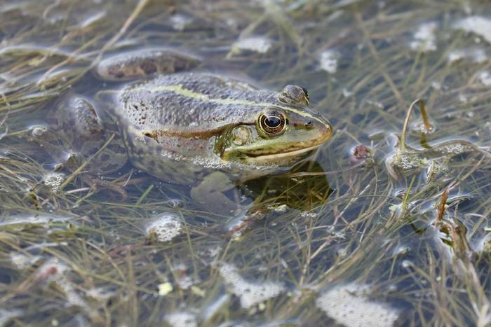 Marsh Frog (Pelophylax ridibundus kurtmuelleri) © participant Simon Bunker, April 2025 tour