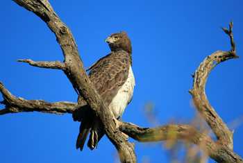 Martial Eagle