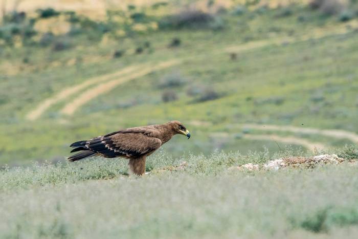 Steppe Eagle