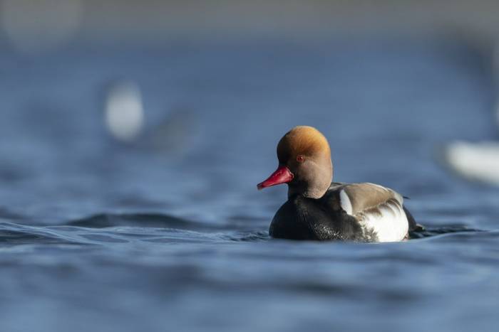 Red-crested Pochard (Oliver Smart)