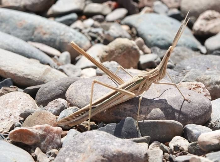 Slantface Grasshopper © Martin Pitt, June 2026 tour.JPG
