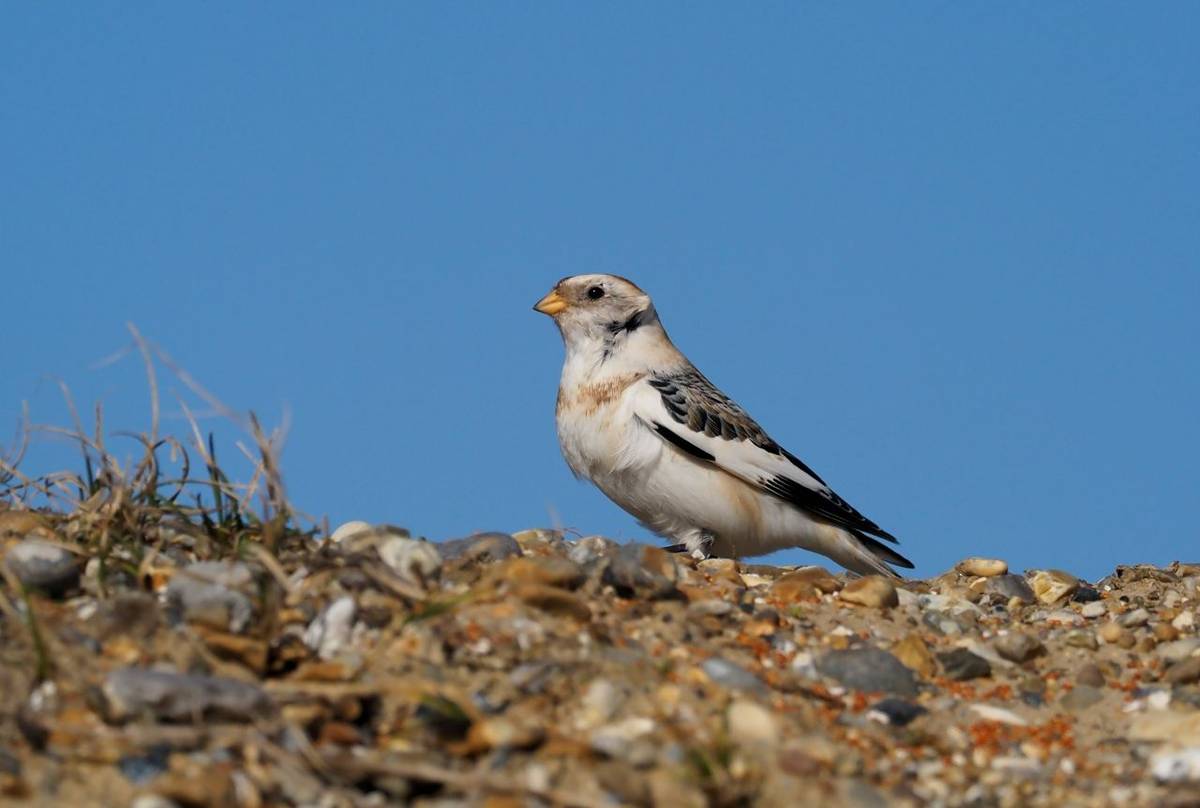 Snow Bunting shutterstock_1042696336.jpg