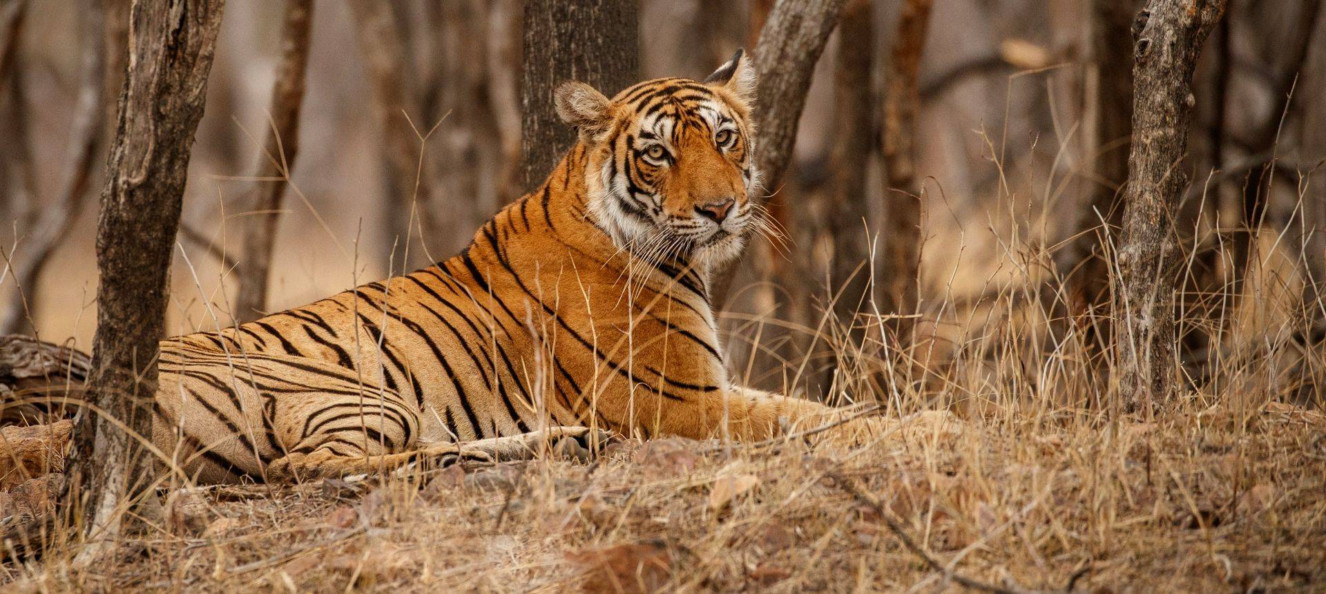 Bengal Tiger, India Shutterstock 650108779