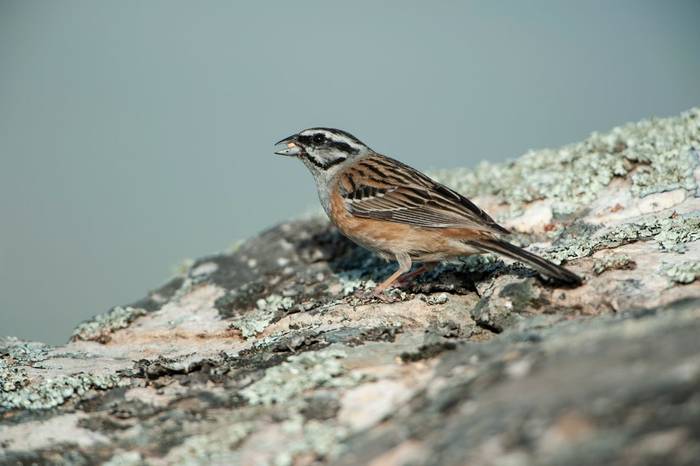 Rock Bunting, Spain shutterstock_1278359233.jpg