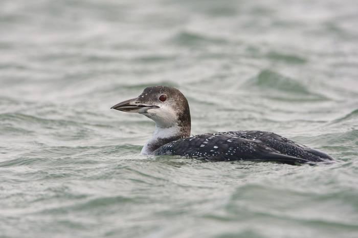 Great Northern Diver shutterstock_1221903901.jpg