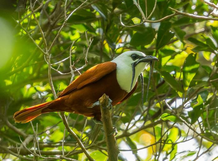 three-wattled-bellbird-procnias-tricarunculatus_55181620671_o.jpg