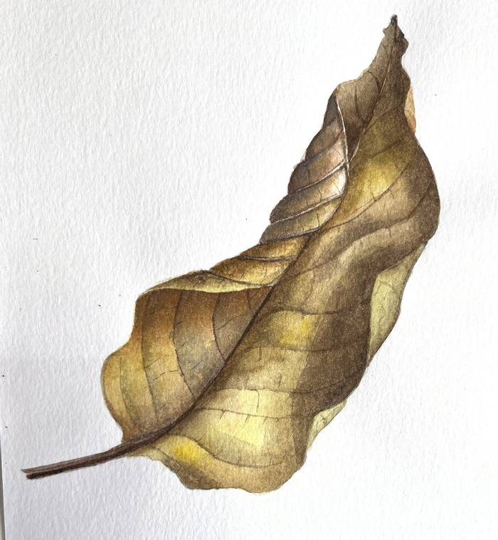 Walnut leaf - Helen Ainsworth.JPG