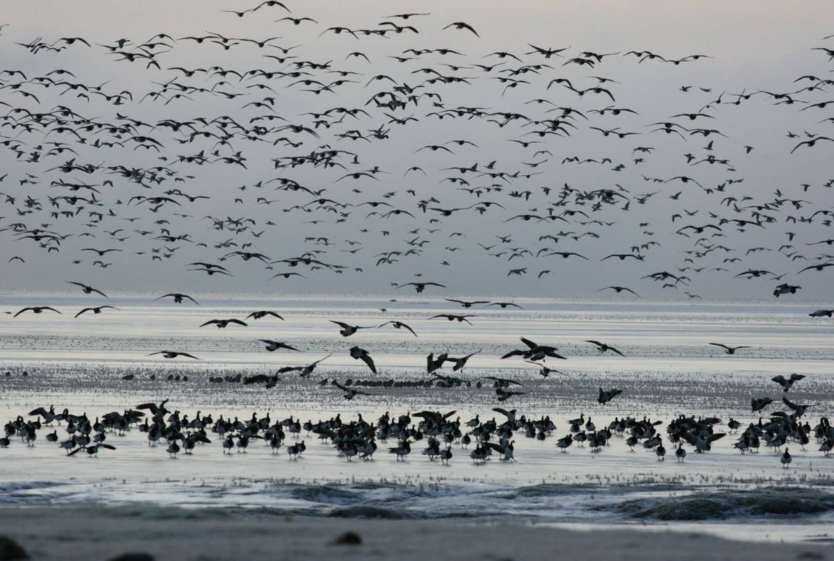 Barnacle Geese. Shutterstock 148916678