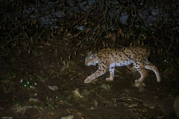 Eurasian Lynx (Mark Kaptein) Image