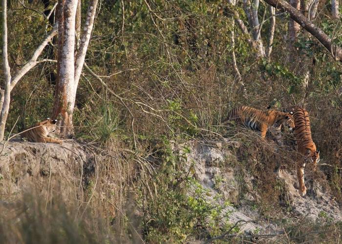 Tigers on the move (Matt Eade - Chitwan NP, March 2020).jpg