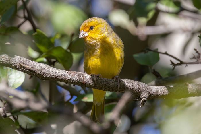 Saffron Finch © James Warren, May 2026 (4).jpg