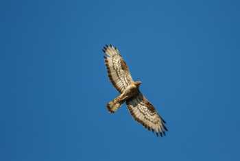 Honey Buzzard, UK shutterstock_701948035.jpg