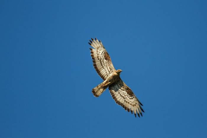 Honey Buzzard, UK shutterstock_701948035.jpg