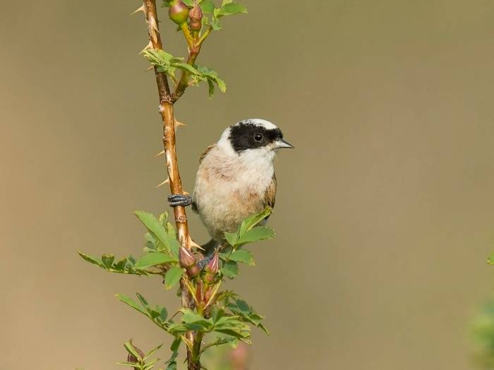 White-crowned Penduline Tit