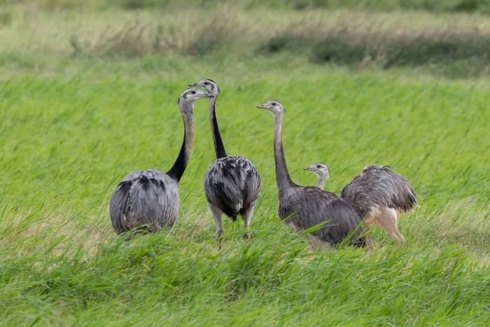 Greater Rhea © James Warren, May 2026.jpg