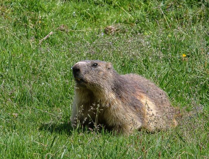 Marmot (Ann Miles)