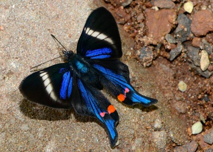 Periander Swordtail Butterfly (Stephen Woodham)