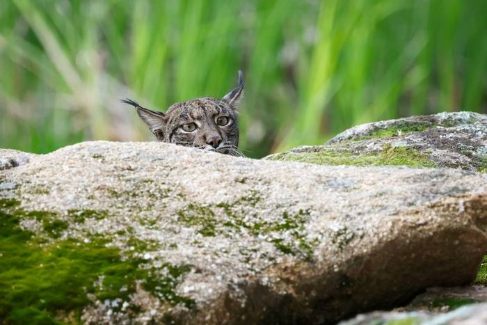 David Jackson - Gato Clavo 3.jpg