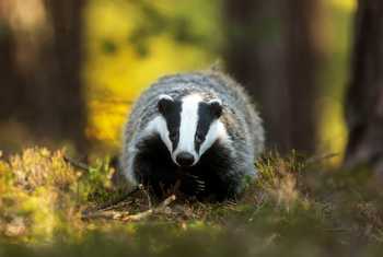 Badger shutterstock_725680252.jpg