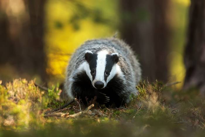 Badger shutterstock_725680252.jpg