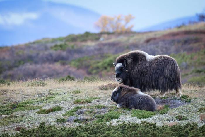 Musk ox in autumn Dovrefjell National Park Norway