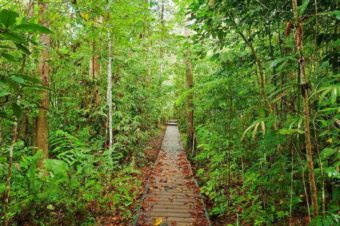 Taman Negara - Malaysia