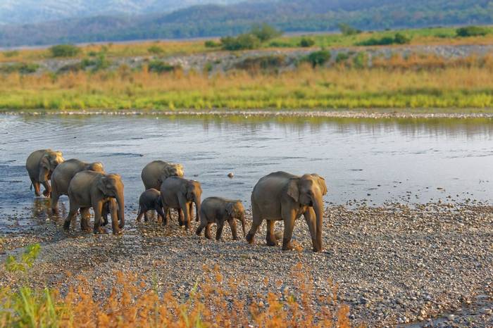 Indian Elephants, Corbett, India Shutterstock 765245173
