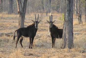 Sable Antelope (Thomas Mills)