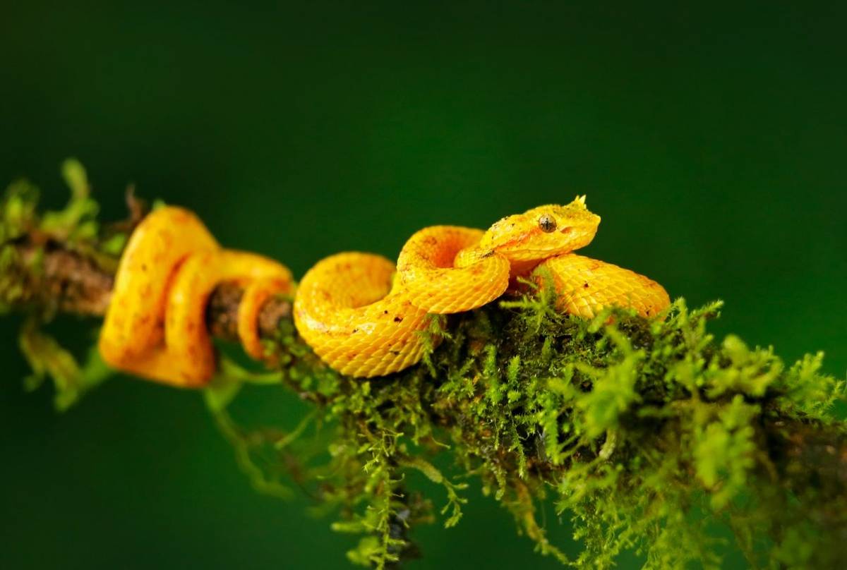 Eyelash Viper (Bothriechis schlegelii)