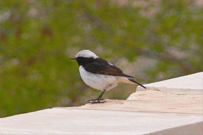 Mourning Wheatear (Tim Melling)