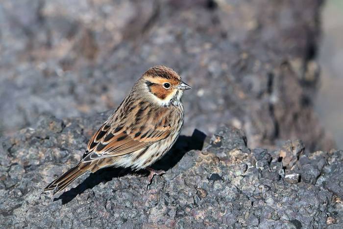 Little Bunting shutterstock_1648970434.jpg