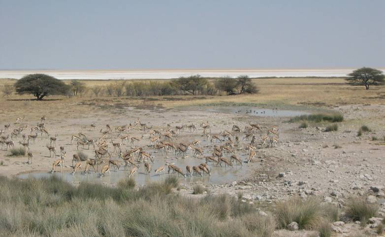 Etosha National Park waterhole