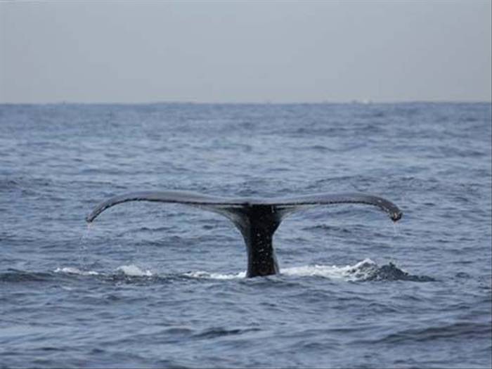 Humpback Whale fluke (Susan Jenkins)