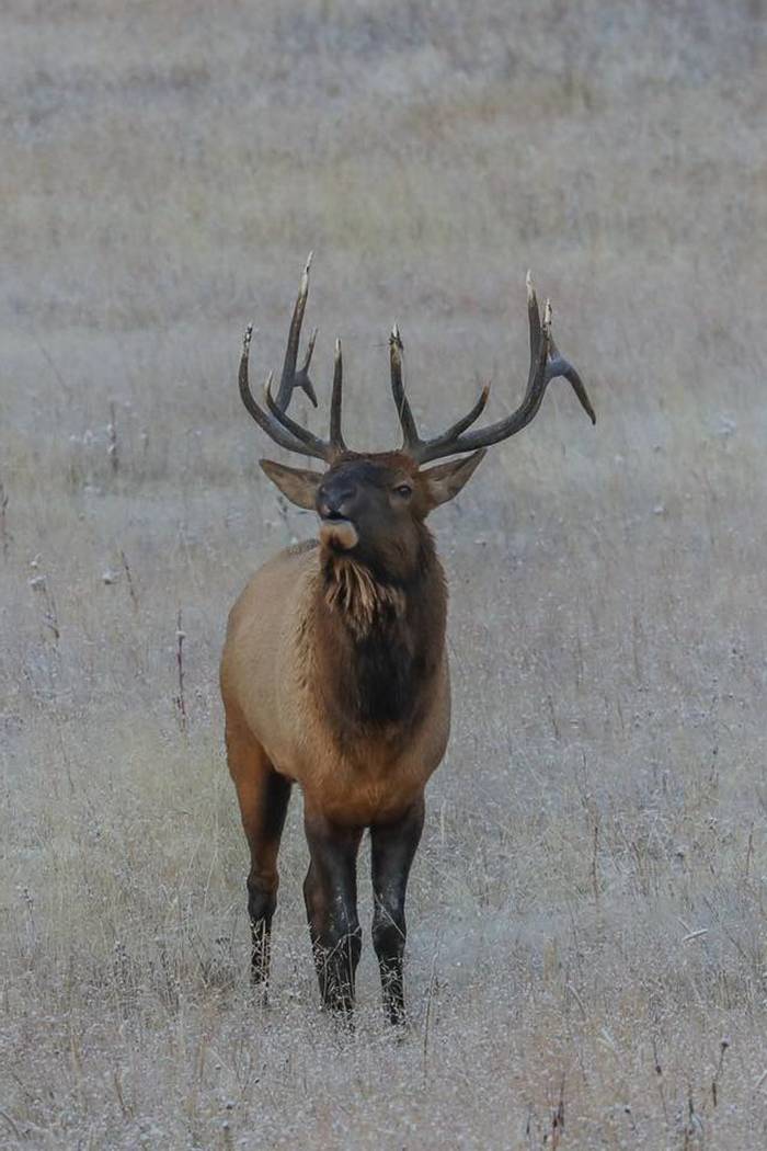 Elk PJD