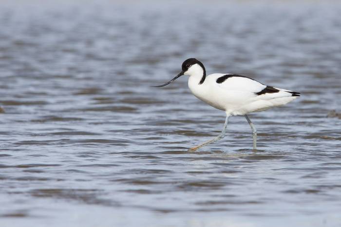 Pied Avocet (Roland I Jdema).jpg