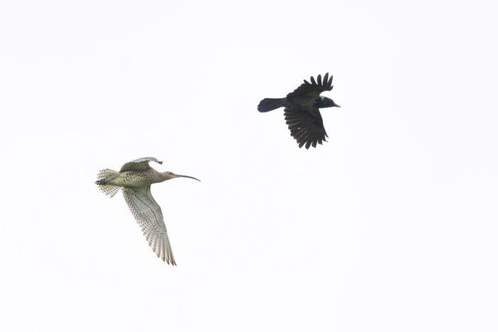Curlew and Hooded Crow, North Ronaldsay (Sara FRost).jpg