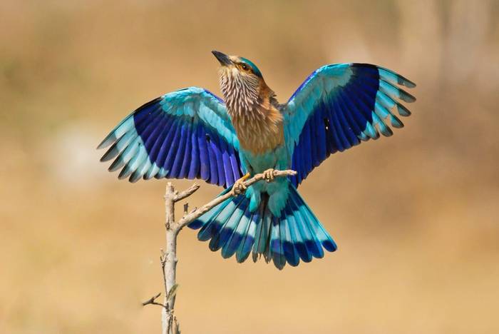 Indochinese Roller, Cambodia