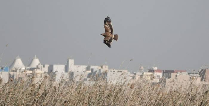 Eastern Imperial Eagle © Martin Pitt, January 2026 tour