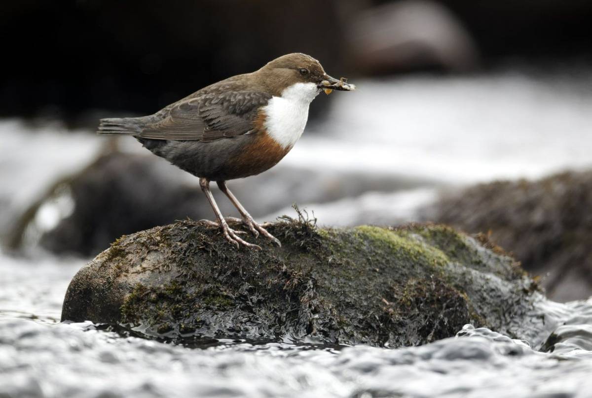 Dipper