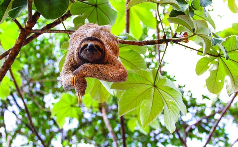 Costa Rica - Sloth - AdobeStock_75903288.jpg