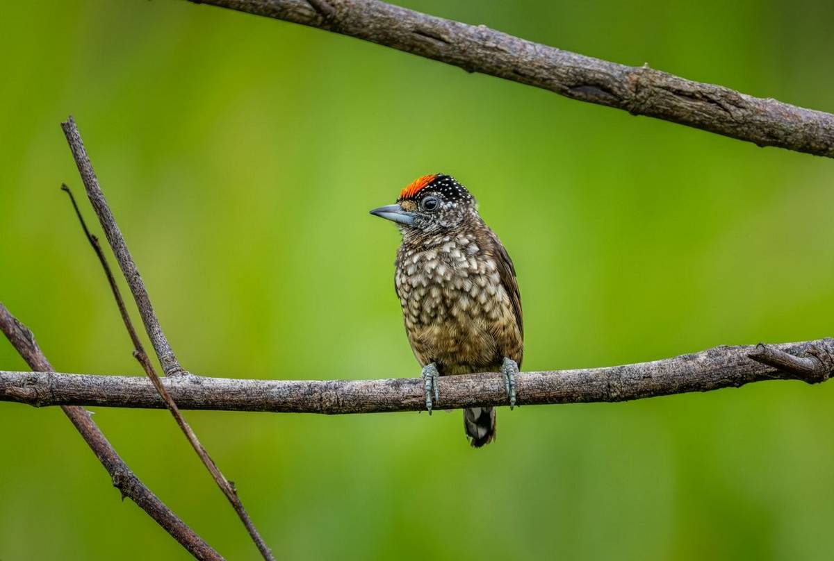 Arrowhead Piculet © A J Bradshaw, March 2026 tour