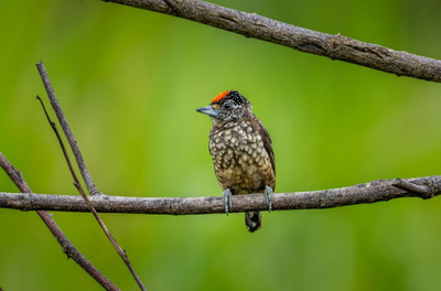 Suriname – Photo Gallery