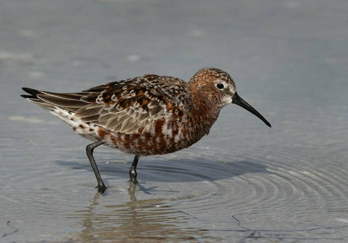 Curlew Sandpiper