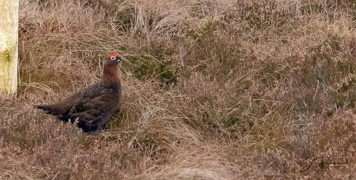 Red Grouse.JPG