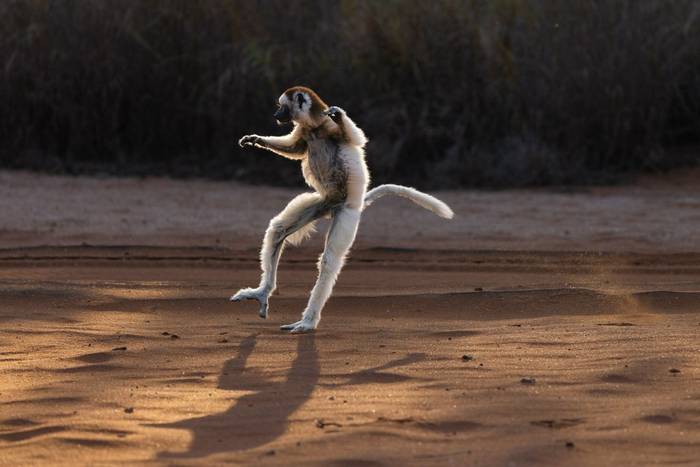 verreaux's sifaka_3R57064.jpg