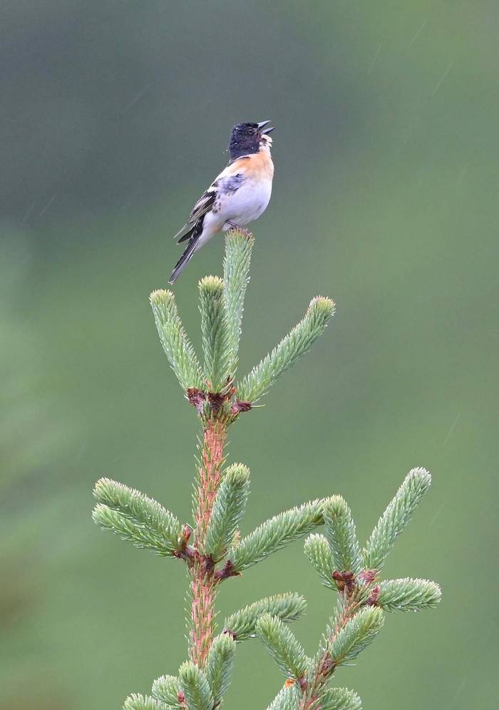 Brambling (Male) Rob Campbell.JPG